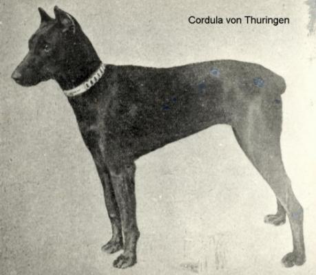 Cordula v. Thüringen | Black Doberman Pinscher