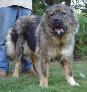 Yabeda | Caucasian Mountain Dog 