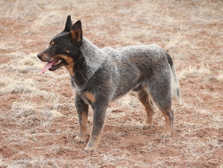 Showest Lethal Assassin | Australian Cattle Dog 