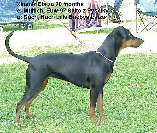 Xitamiz ELAIZA | German Pinscher 