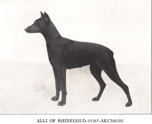 Alli of Rhinegold | Black Doberman Pinscher