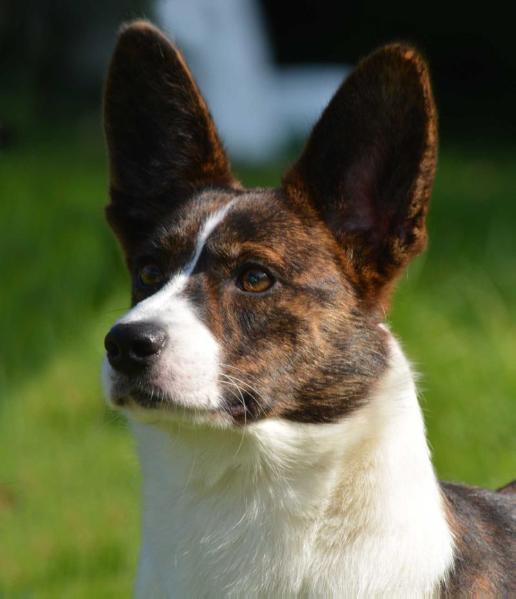 Pi-et-ra borntobe rumba for Twinan at treifillo | Cardigan Welsh Corgi 