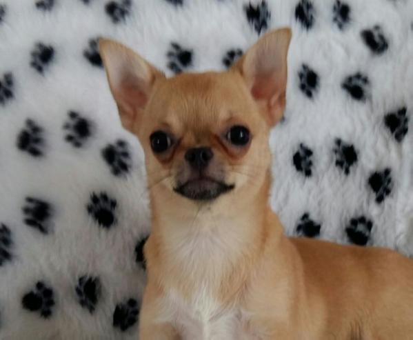 Polly Pocket Doll At Dareta | Chihuahua 