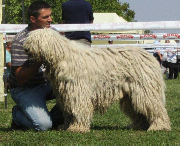 Duhaj Matyó Árvád | Komondor 