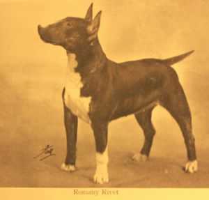 Romany Rivet | Bull Terrier 