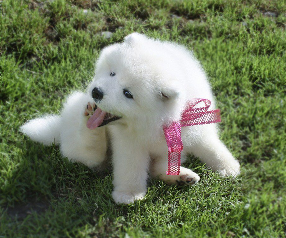 Terra Winners Annabel | Samoyed 