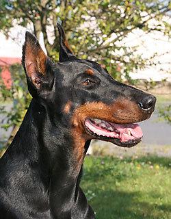 Latoya v. Oberfeld | Black Doberman Pinscher