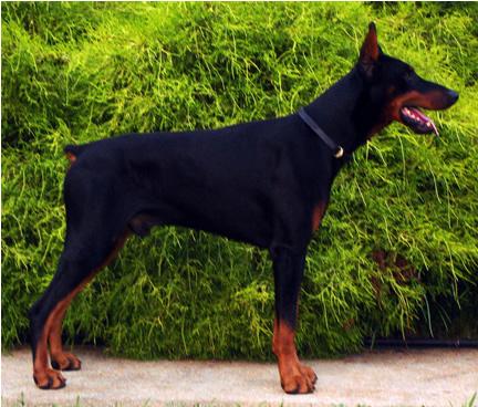 Arras v. Moeller Hof | Black Doberman Pinscher