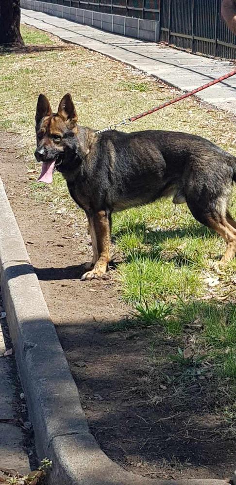 Blacklegion Harrison | German Shepherd Dog 