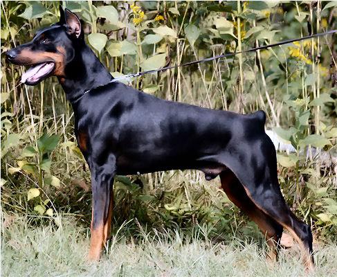 Fabio Abba-Sonia | Black Doberman Pinscher