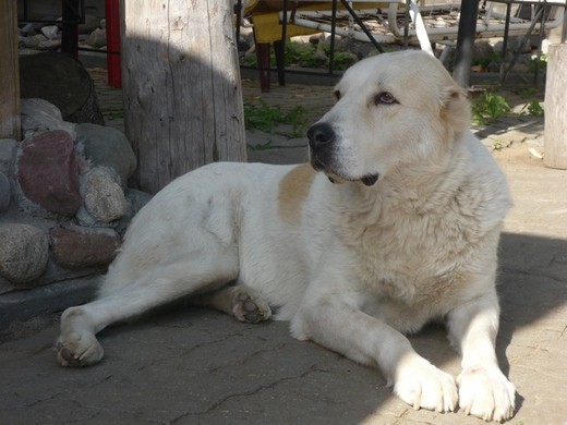 Jaroslavll Senat Egulzar | Central Asian Shepherd Dog 