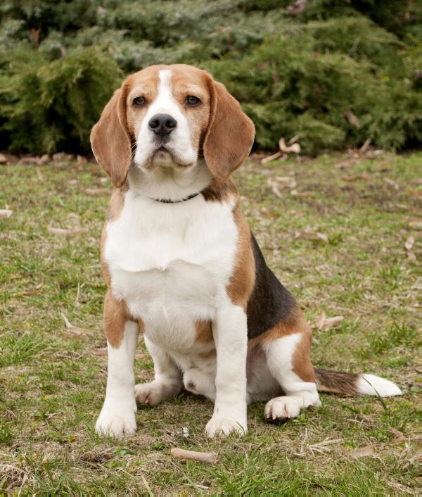 Murat Od Troch Tabiel | Beagle 