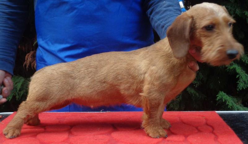 Karismatica Klaretta Kiara N/D | Dachshund 