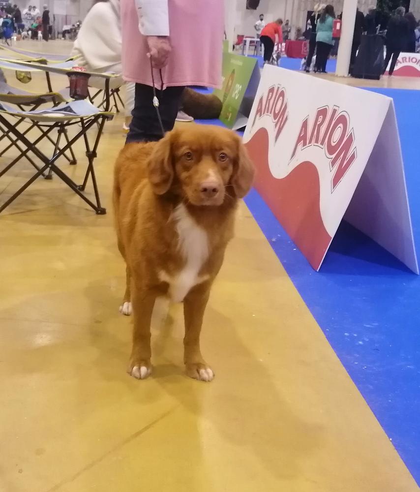 S'chanel du Val des Granges | Nova Scotia Duck Tolling Retriever 