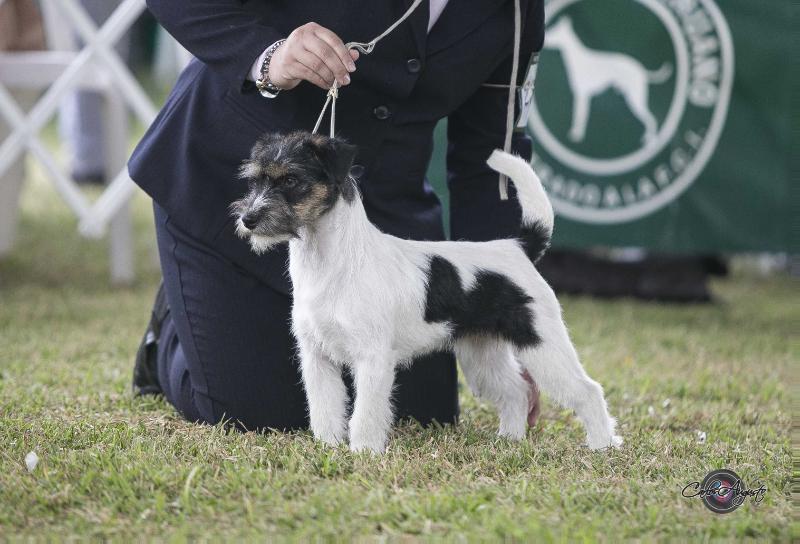 Rigoletto di Villa Bosi | Jack Russell Terrier 