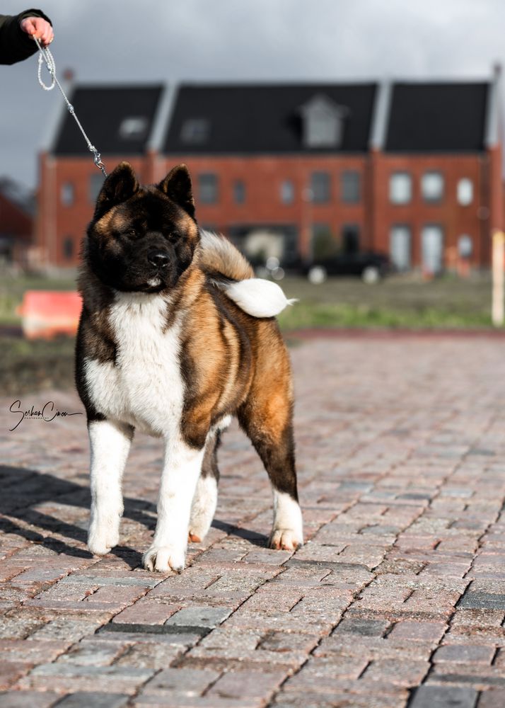 LSA Only Wolf &amp; Lion | Akita 
