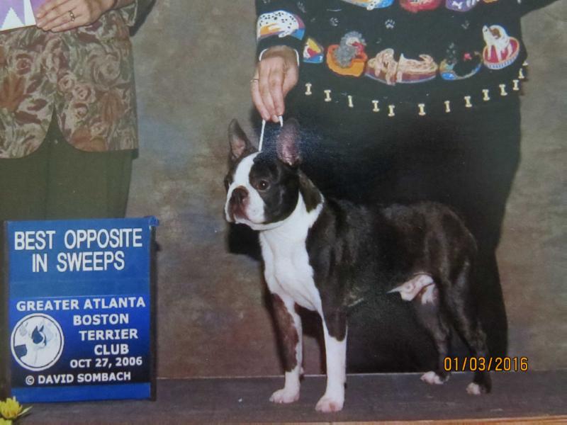 To-Sa's Love Bug | Boston Terrier 