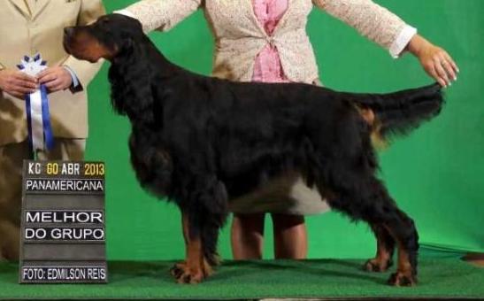 Misty Lake's New Star of Triaccan | Gordon Setter 