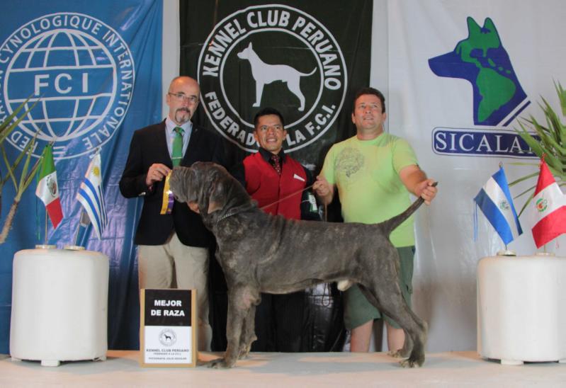 CLOVIS CUORE D' AMORE | Neapolitan Mastiff 