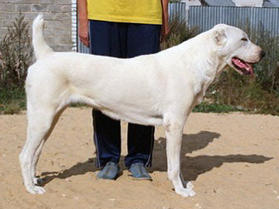 AIsha Nokot | Central Asian Shepherd Dog 