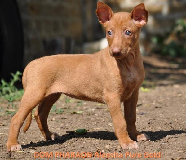 DOM PHARAON Aleesh? Pure Gold | Pharaoh Hound 