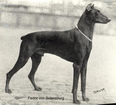 Fedor v. Bütersburg | Black Doberman Pinscher