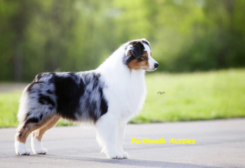X'Sells Kiss-N-Tell | Australian Shepherd 