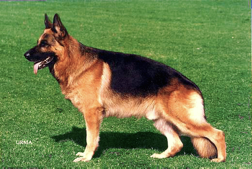 Ulk von Arlett | German Shepherd Dog 