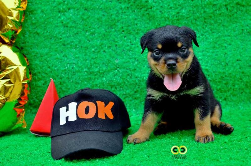 Beetle of HOK | Rottweiler 