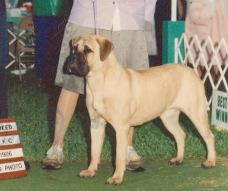 Shady Oak Subtle Sylvia | Bullmastiff 