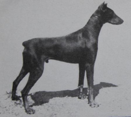 Rheinhardt of Randhof | Black Doberman Pinscher