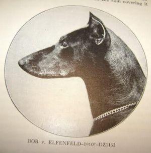 Bob v. Elfenfeld | Brown Doberman Pinscher