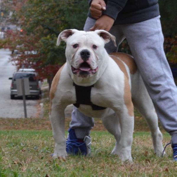 Gridiron Queen B | American Bulldog 