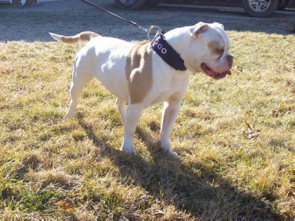 Caffery's Tishop | American Bulldog 
