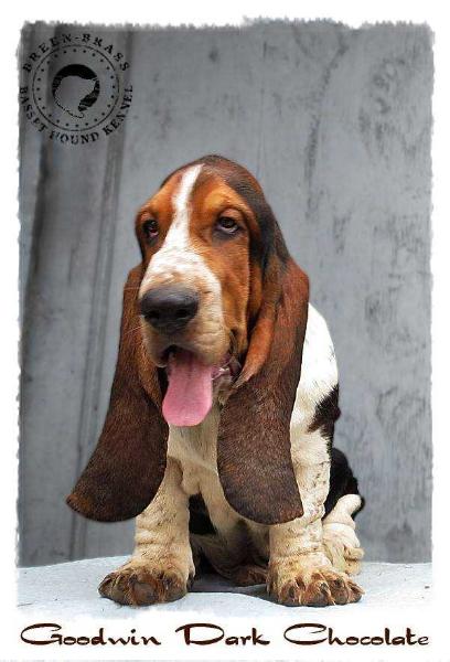 Goodwin Dark Chocolate Breenbrass | Basset Hound 