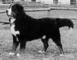 Cyrus v. d. Dilleten | Bernese Mountain Dog 