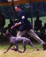 Huntabird's Riverside Reason | German Shorthaired Pointer 