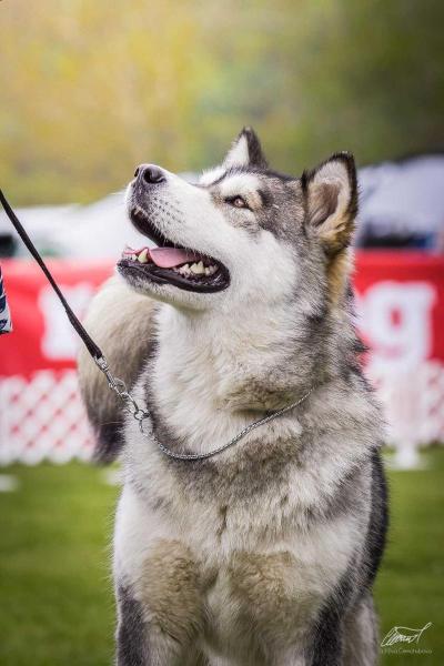 Iris Vlci severu | Alaskan Malamute 