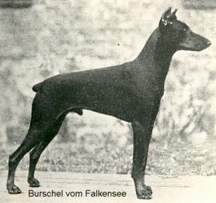 Burschel v. Falkensee | Black Doberman Pinscher