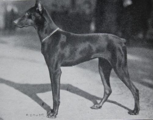 Asta v. Reichenstein | Brown Doberman Pinscher