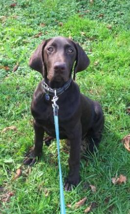 Hugo Van Wick de Margot | German Shorthaired Pointer 