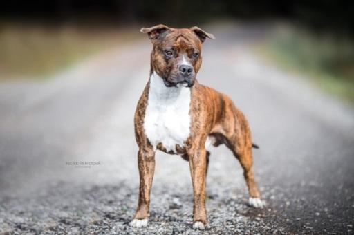Give You the Best of Gaster | American Staffordshire Terrier 