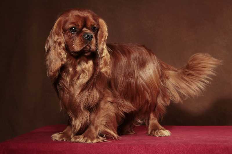 Djimmy Hendrix of Woodville | Cavalier King Charles Spaniel 