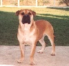 Nathan du grand Molosse | Bullmastiff 