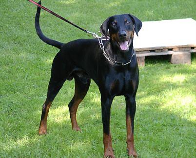 Karlo v. Aurachgrund | Black Doberman Pinscher