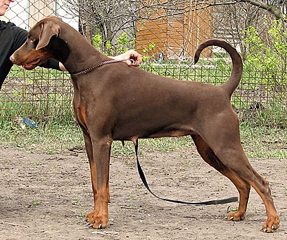 Eria Pro Terra Incognita | Brown Doberman Pinscher