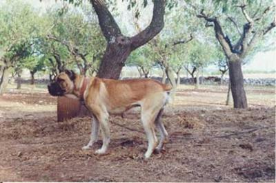 Saddam di Casa Bocci | Cane Corso 