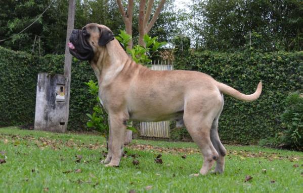 JYFBULL's Argentina Aengus | Bullmastiff 