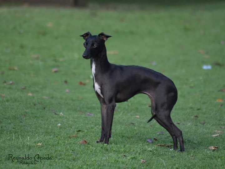 De  La Casa Borromeo's  Legendaria  Pompeya | Italian Greyhound 