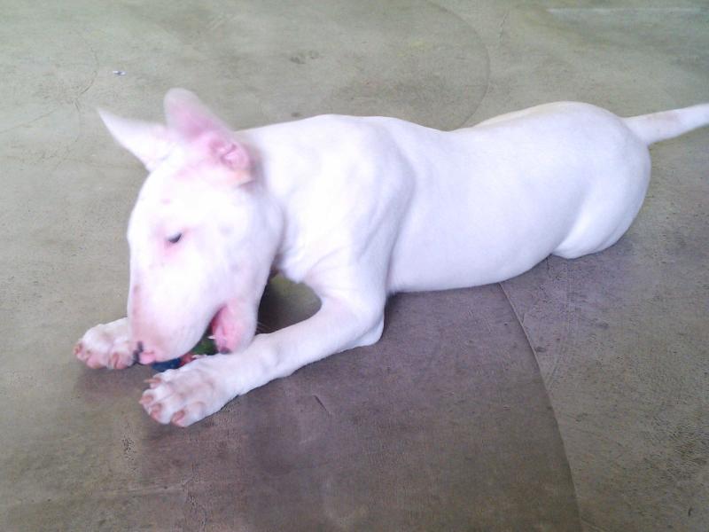Fox Zanashiz Bulls | Bull Terrier 